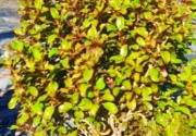 coprosma_1