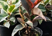 ficus_elastica_1
