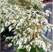 ficus_benjamina_blanco