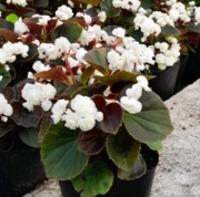 flor_de_azucar_blanca_1256267913