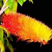combretum_1