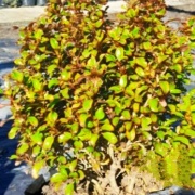 coprosma_1
