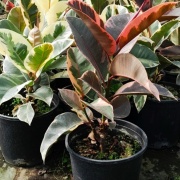 ficus_elastica_1
