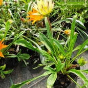 gazanias