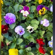 pensamientos