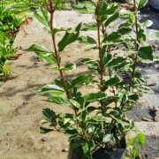 viburnus_tinus_variegado