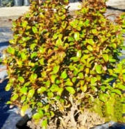 coprosma_1