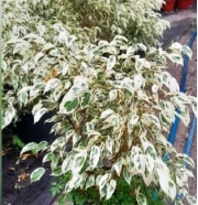 ficus_benjamina_blanco