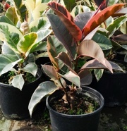 ficus_elastica_1