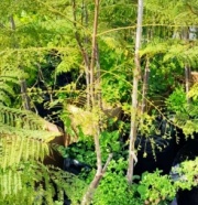 jacaranda