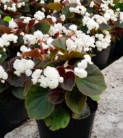 flor_de_azucar_blanca_1256267913
