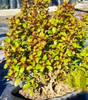 coprosma_1