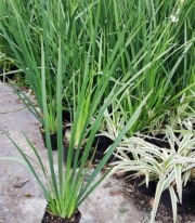 dietes