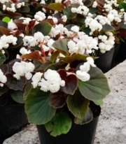 flor_de_azucar_blanca_1256267913