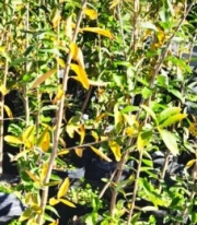 palo_amarillo