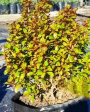 coprosma_1