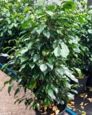ficus_benjamina_verde