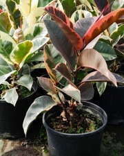 ficus_elastica_1