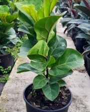 ficus_lyrata