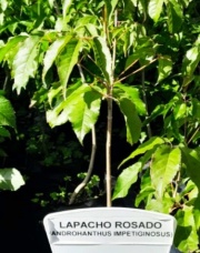 lapacho