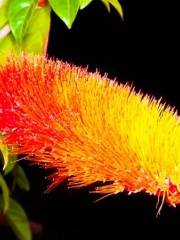 combretum_1