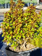 coprosma_1