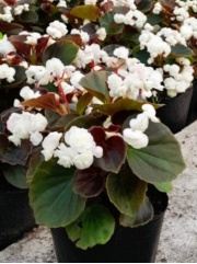 flor_de_azucar_blanca_1256267913