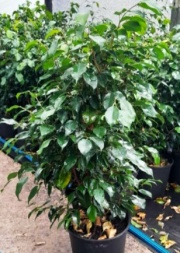ficus_benjamina_verde
