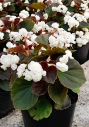 flor_de_azucar_blanca_1256267913