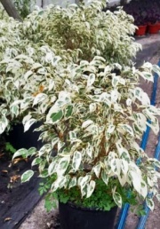 ficus_benjamina_blanco