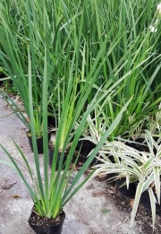 dietes