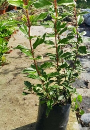 viburnus_tinus_variegado