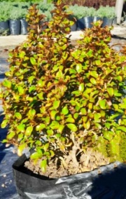 coprosma_1