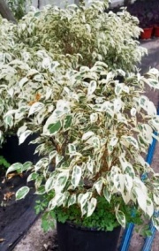 ficus_benjamina_blanco