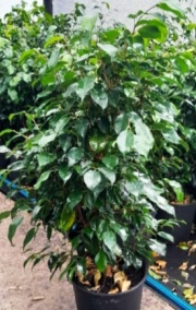 ficus_benjamina_verde