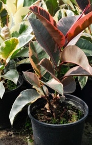 ficus_elastica_1