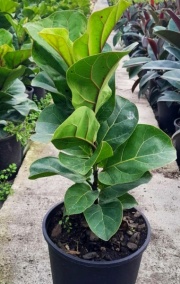 ficus_lyrata