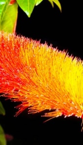 combretum_1