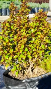 coprosma_1
