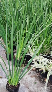dietes