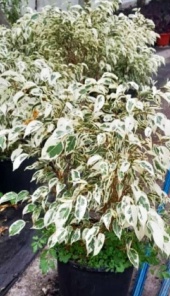 ficus_benjamina_blanco