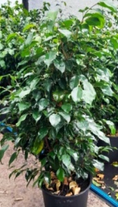 ficus_benjamina_verde
