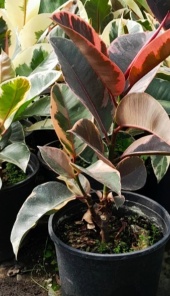 ficus_elastica_1