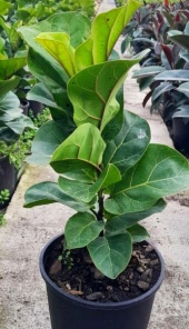 ficus_lyrata