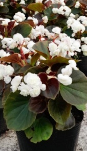 flor_de_azucar_blanca_1256267913