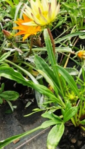 gazanias