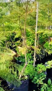 jacaranda