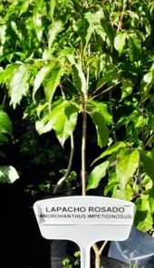lapacho