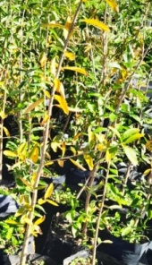 palo_amarillo