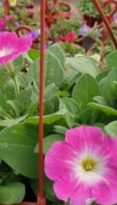 petunias